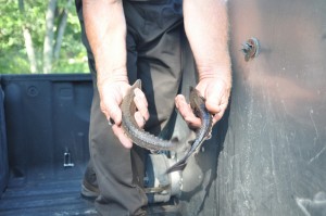 Small sturgeon were raised and released into the Kalamazoo River in 2011. Photo: U.S. Fish and Wildlife Service.