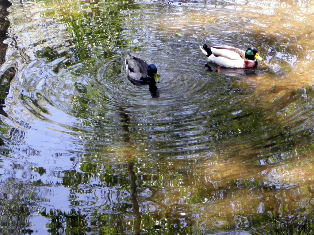 Mallard ducks will have a new home in a wetland designed to slow storm water. Photo: Karen Schaefer