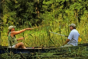 Wild rice harvesters Barb Barton of the Native Wild Rice Coalition and Steve Allen, a biologist with the Nottawaseppi Huron Band of Potawatomi, pull stalks of rice over the edge of the canoe and knock the kernels from the plant. Photo Mark Carlson, ©markscarlson.com.