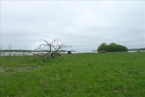 The Detroit River from the Refuge Gateway. This unassuming site has been re engineered from steel and cement to a "soft" shore. Photo: Lewis Wallace