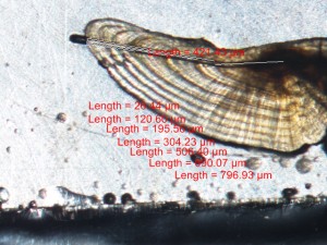 An otolith, sliced and with its annual rings measured. Image: Lee Schoen.