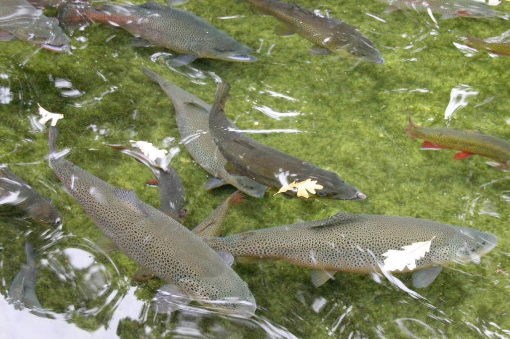 Trout swim in a viewing pond at the Nevin Hatchery in Fitchburg near Madison, where some fish tested positive for cutthroat trout virus. Photo: Rory Linnane, Wisconsin Center for Investigative Journalism
