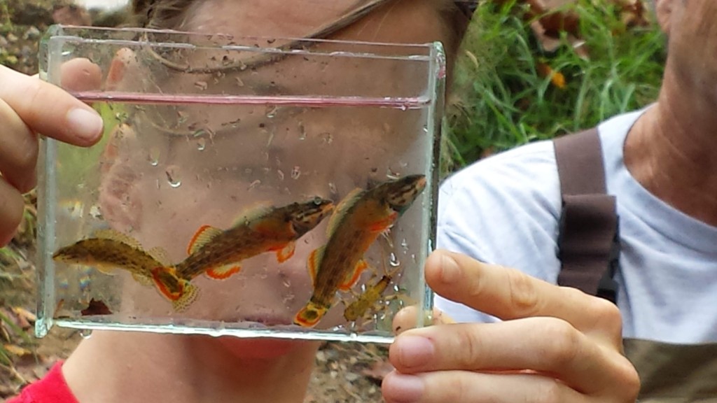 Three redline darters and a stonefly from Tennessee's Tellico River. Image: David Poulson