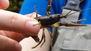 Southeastern states contain 87 percent of all crayfish species. Image: David Poulson