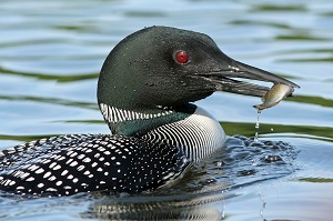 Last year, loons shot to the number one avian species affected by botulism. Photo: Environmental Protection Agency.