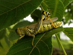 Grasshopper on hybrid poplar leaf. Photo: Christine Buhl