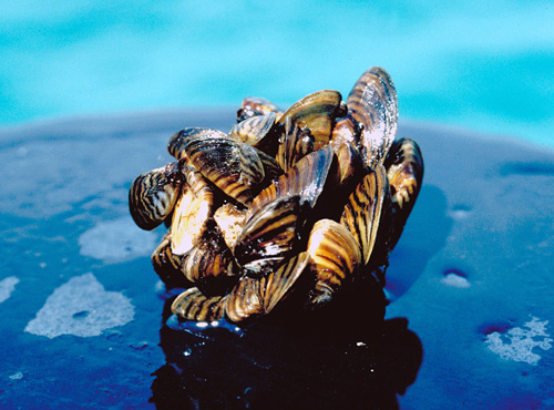 A clump of invasive zebra mussels. (Photo: U.S. Fish & Wildlife Service)