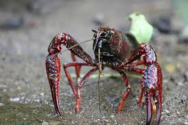Red crayfish. Photo: Wikimedia Commons.