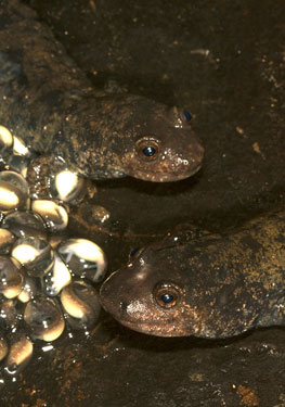 Salamander eggs exposed to salt in a laboratory study developed abnormally. (Photo: Todd Pierson/Flickr)