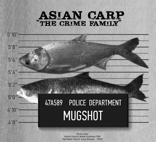 Asian carp are one of the five "usual suspects" in terms of aquatic invasive species in the Great Lakes basin, according to The Nature Conservancy.