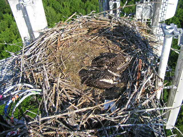 Ospreys rest in their nest at the top of a tower. (Image: Osprey Watch of Southeast Michigan)