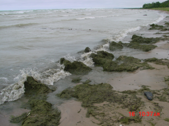 Cladophora algae washing up onto the Lake Huron shorelines has been a nuisance to Canadian beach-goers for more than a decade. Image: Todd Howell