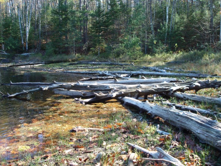 Coarse woody habitat that has mostly dried on the shore. Photo: University of Wisconsin Center for Limnology.