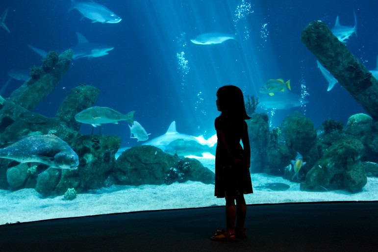 A 35,000-square-foot aquarium will be constructed inside of Great Lakes Crossing outlet mall by spring 2015. (Photo: CABQ.gov)