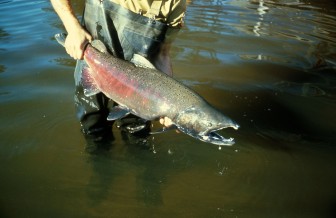 Salmon and trout will be allowed in fish net pens. Image: U.S. Geological Survey Picture found at http://en.wikipedia.org/wiki/