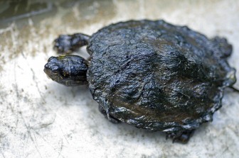 A painted turtle covered with oil from the 2010 Enbridge oil spill in Marshall, Mich. Photo: David Kenyon, Michigan Department of Natural Resources.