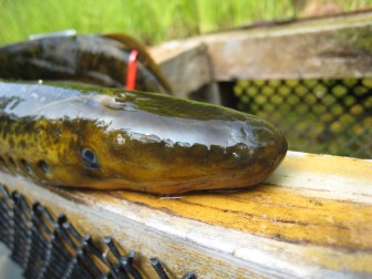 Photo 1 (dead lamprey on cage): An egg-laden sea Lamprey captured in a baited trap. Image: Nicole Griewahn.
