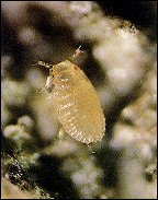 A beech scale nymph. Image: USDA Forest Service A beech scale nymph.