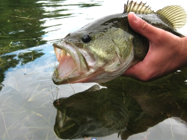 Largemouth bass. Image: Ontario Ministry of Natural Resources.