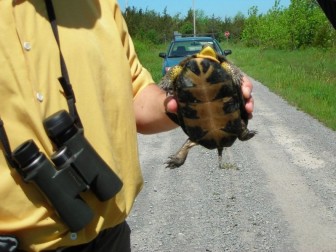 A Blanding's turtle roadside at Ostrander Point. Photo from Prince Edward County Field Naturalists.