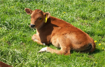 A calf at Luke Meerman's farm in Coopersville, Mich. Meerman grass finishes all of his cattle. Image: Luke Meerman