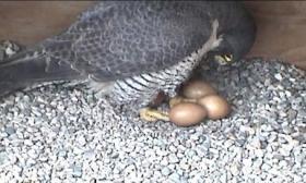 Baby falcons are on the way at the Board of Water and Light's Eckert electric generating plant. Courtesy of the BWL. 