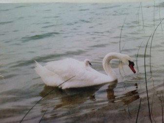 Mute swans on Hutchins Lake. Photo: Denise Grimaldi 