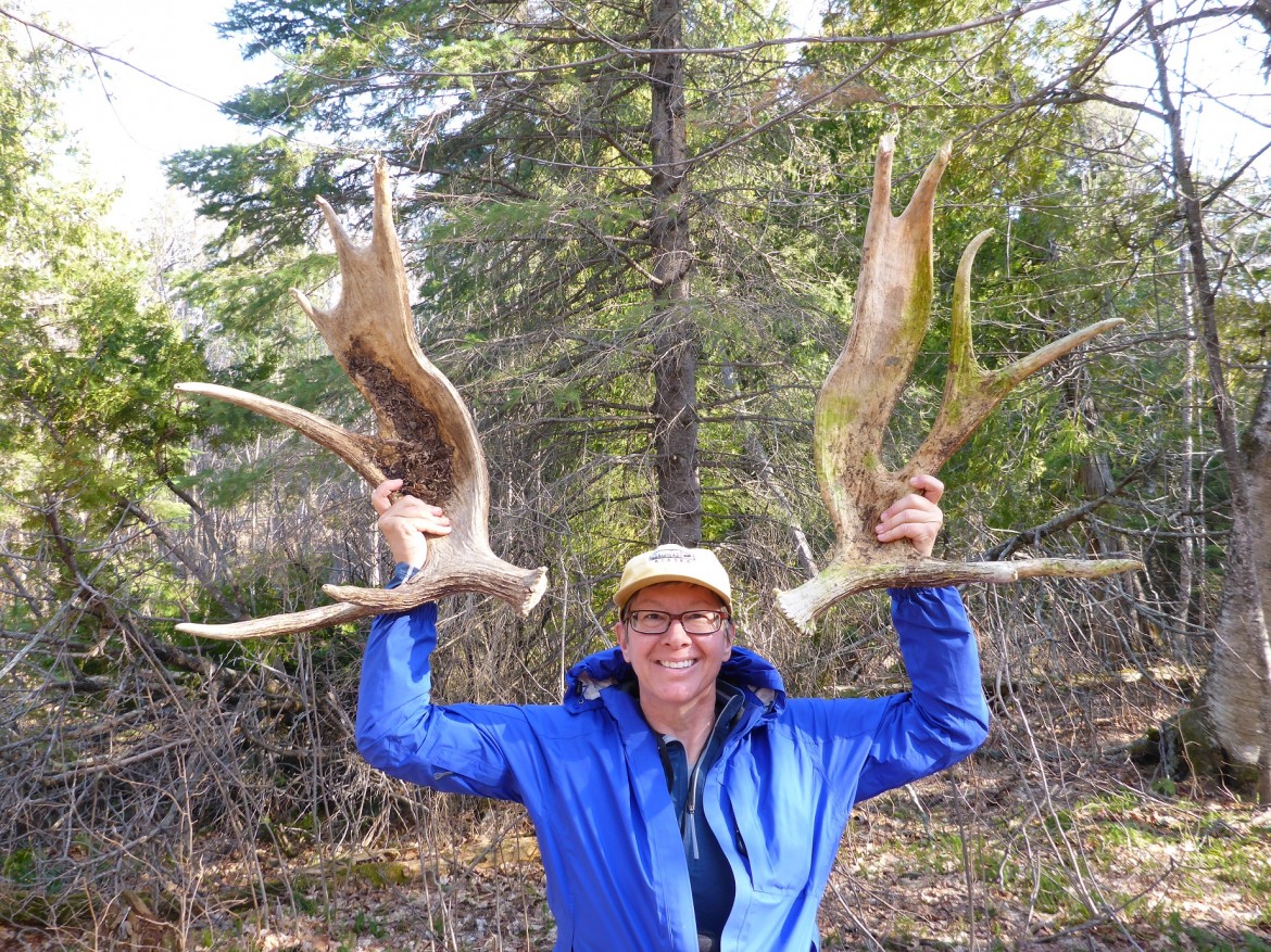 Loreen Niewenhuis holding up moose antlers from her expedition with the Isle Royale Moose and Wolf study. Photo: Loreen Niewenhuis
