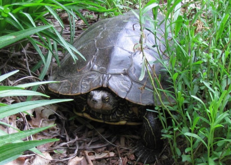 This map turtle made an appearance in a garden in Williamston, Mich. Image: Dan Slider