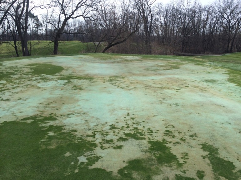 Golf course in the greater Detroit area that has experienced ice damage. Image: Kevin W. Frank