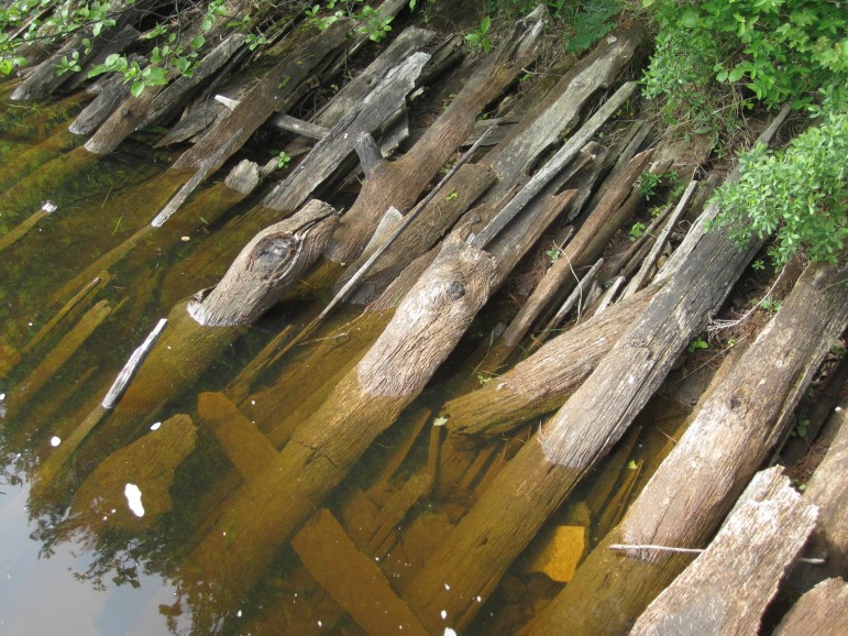 They overgrown slabwood islands are popular with raccoons which come out at night and pick crayfish from the crevices in the wood.