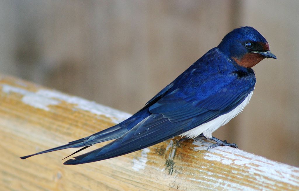 Barn swallows have a huge range, including almost all of the United States and parts of Canada. Photo: Malene Thyssen