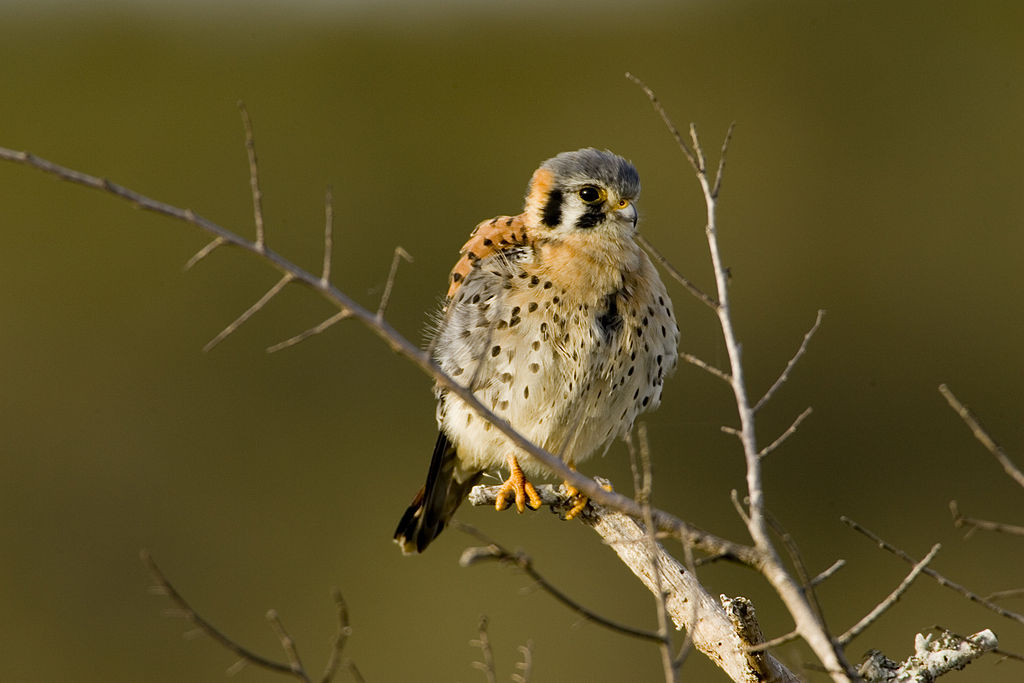 American kestrels are some of the most common falcons in the United States. Photo: United States Fish and Wildlife Service