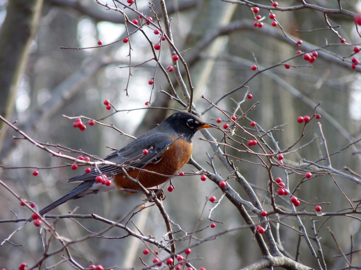 American robins, with their distinctive burnt orange plumage, are great birds to look for either in a backyard or forests. Photo: John Beetham