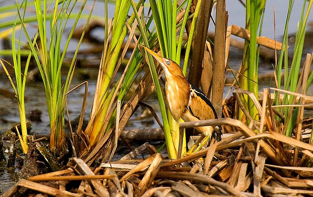 Is it a plant, or is a least bittern? It's hard to tell at first glance! Photo: Francesco Veronesi