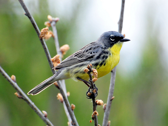 Kirtland's warbler populations are in danger since the birds only nest in Grayling, MIch. Photo: United States Fish and Wildlife Service