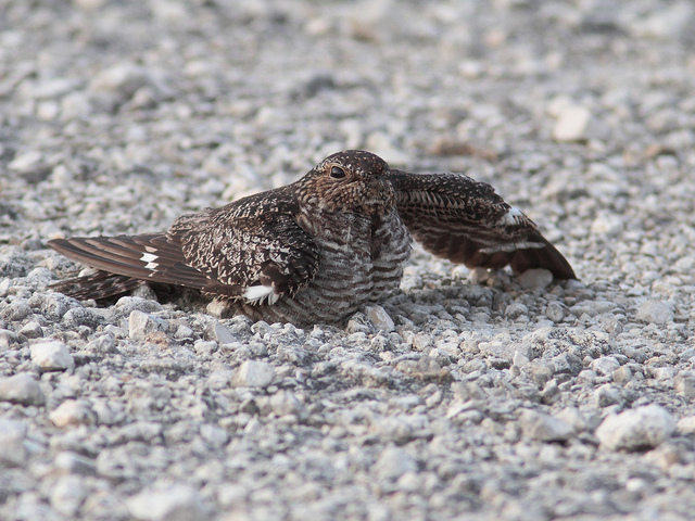 These camoflauged common nighthawks are very difficult to find during the day. Photo: Kenneth Cole Schneider