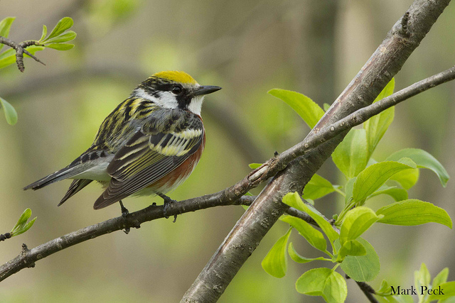 These little chestnut-sided warblers typically have two songs that they sing: one to attract a mate and another for defending their territory. Photo: Mark Peck