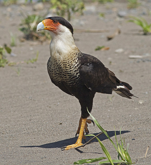 A crested caracara walks  on the sand in Costa Rica. Though these birds are naive to southern Mexico and South America, a crested caracara was spotted in Wisconsin in May. Photo: Joseph C. Boone