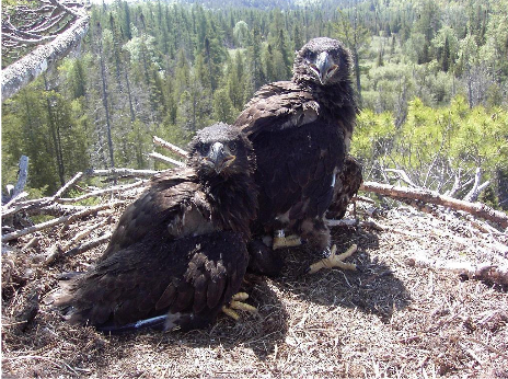 Eagle fledglings at Deer Lake. Image:  Matt Schroderus.