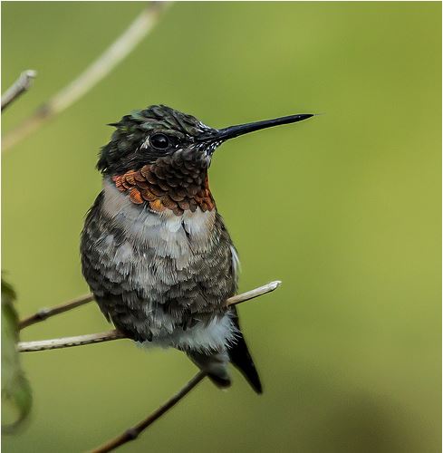 Male ruby-throated hummingbirds are smaller than females and have a more distinct red patch on their throat. Photo: Robin Buhl (used with permission)