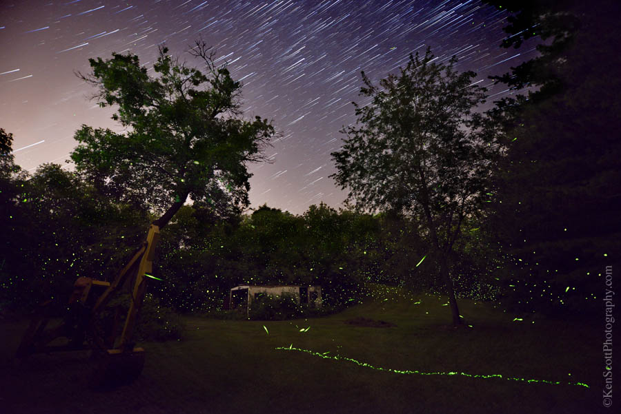 fireflies-in-southern-michigan-great-lakes-echo