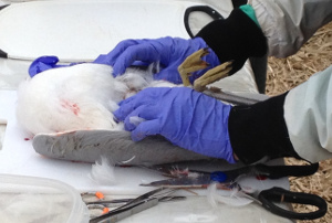 Researchers sacrifice some gulls to study their health and exposure to contaminants. Image: Infrastructure Canada