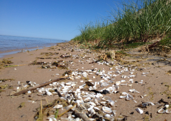 Invasive mussels litter the shoreline of Lake Michigan. Image: Brian Bienkowski