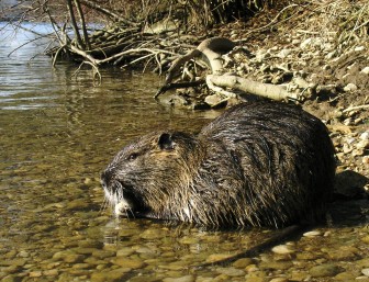 Nutria on the riverbank. Image: Peter Milosevic via Wiki Commons