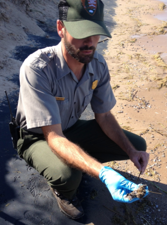 Shaun Miller of the National Park Service examines a pile of feathers. Image: Brian Bienkowski