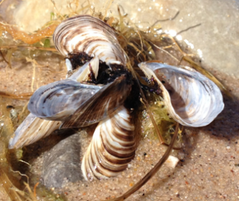 Zebra mussels have altered the bottom of the Great Lakes' food web, creating ideal conditions for botulism. Image: Brian Bienkowski