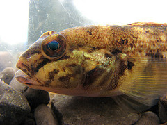 Invasive round gobies are a major suspect in the avian botulism mystery. Image: Petroglyph/flickr
