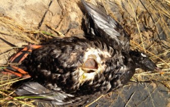 A dead white-winged scoter on the shores of Lake Michigan apparently died from botulism. Image: Kayla Rizzo