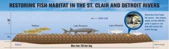 Diagram of spawning reefs in the Detroit and St. Clair rivers. Image: Michigan Sea Grant